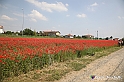 VBS_2678 - Fioritura Narcisi Castelnuovo Nigra 2022 e campi di papaveri rossi